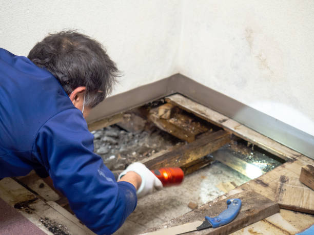 Best Commercial Mold Removal  in St Michael, MN