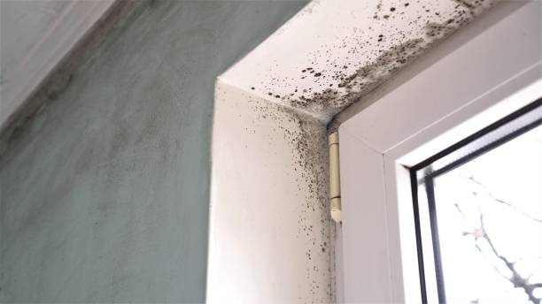 Best Fast Mold Removal  in St Michael, MN