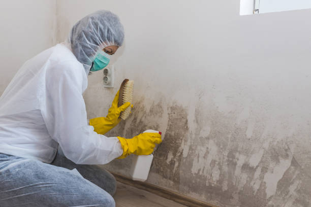St Michael, MN Mold Removal Company