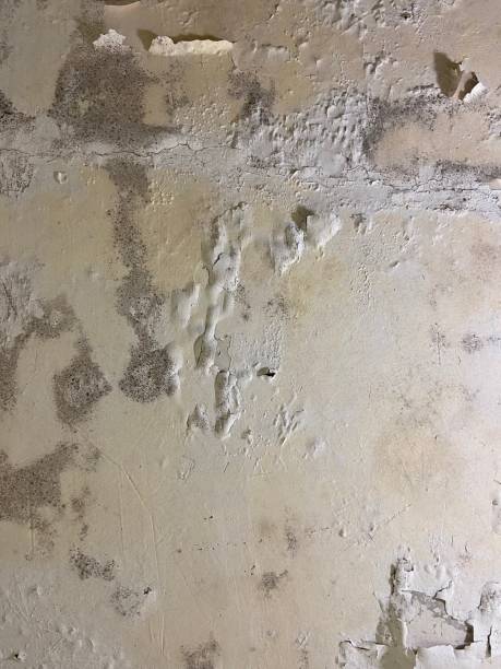 Mold Removal Process in St Michael, MN