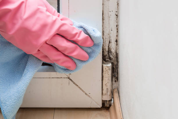 Best Certified Mold Removal  in St Michael, MN